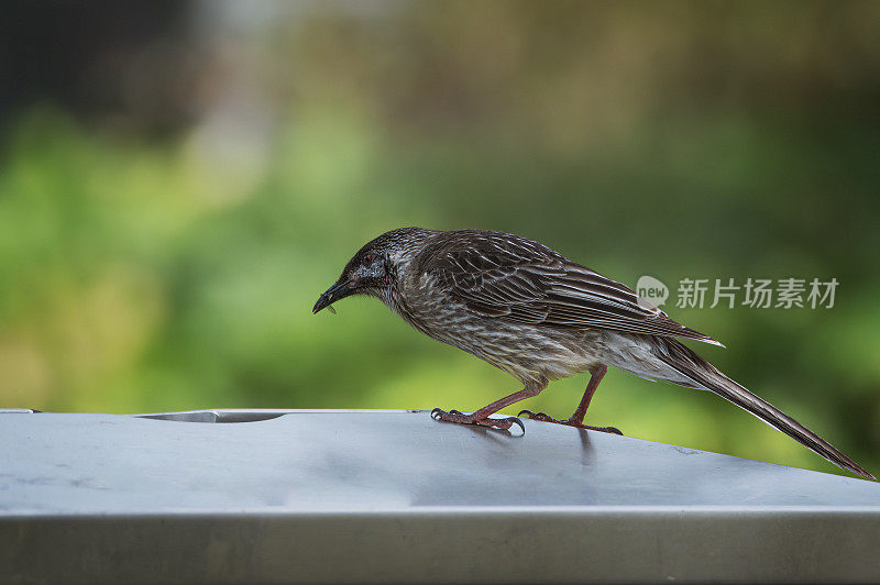 红荆棘鸟（Anthochaera carunculata）